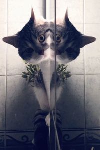 Portrait of cat sitting on floor