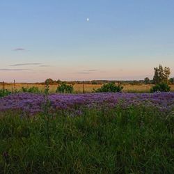 Purple flowering plants on field against sky