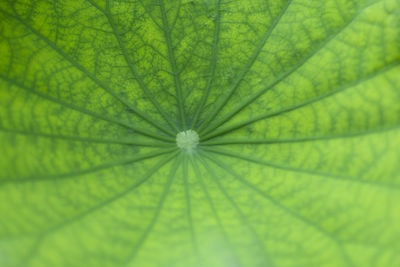 Full frame shot of leaf