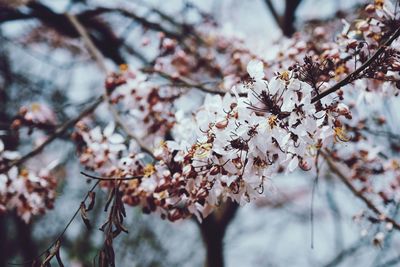 Close-up of cherry blossoms in spring