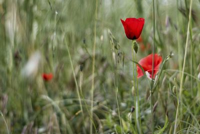 Close-up of red poppy flower on field