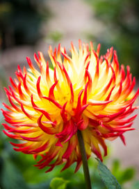 Close-up of yellow flower blooming outdoors