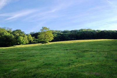 Scenic view of grassy field against sky