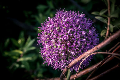 Close-up of purple flowering plant