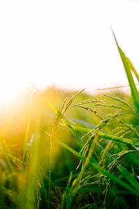 Close-up of grass growing in field