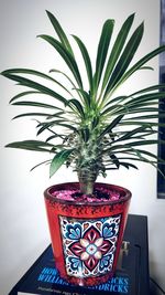 Close-up of potted plant on table against wall