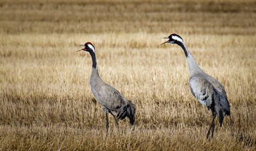 Cranes on grassy field