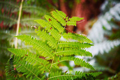 Close-up of fern leaves