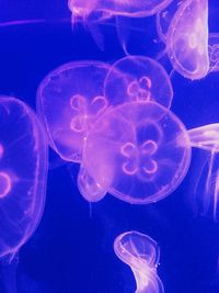 Close-up of jellyfish in sea