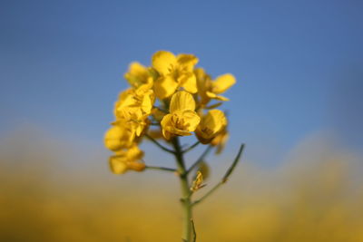 Close-up of yellow flower against clear blue sky