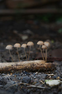 Close-up of mushroom growing on field