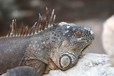 Close-up of lizard