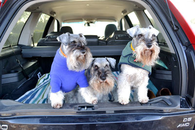 Miniature schnauzers in car