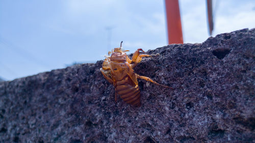 Close-up of bee on rock