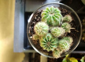 High angle view of succulent plant in pot