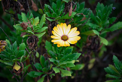 Close-up of yellow flowering plant