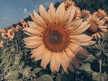 Close-up of sunflower