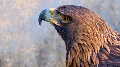 Close-up of golden eagle