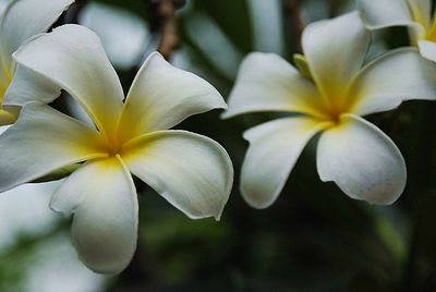 Close-up of frangipani blooming outdoors