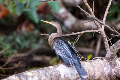 Close-up of bird perching on branch