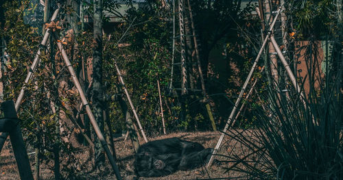 View of a cat on tree trunk