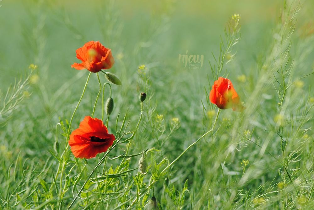 flower, growth, poppy, grass, red, nature, plant, field, beauty in nature, petal, green color, freshness, flower head, no people, meadow, blooming, fragility, outdoors, day, close-up