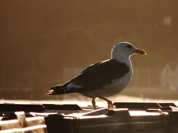 Close-up of bird perching