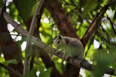 Low angle view of a squirrel on branch