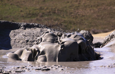 View of horses on land