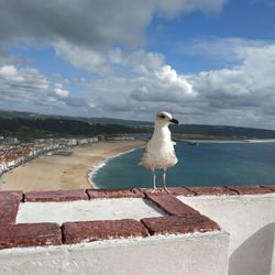 Seagull perching on retaining wall against sea