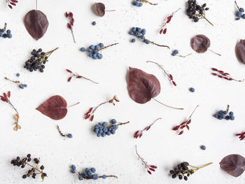 Various berries and leafs of wild trees on a white texture background. botany background. top view