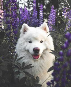 Close-up portrait of a dog