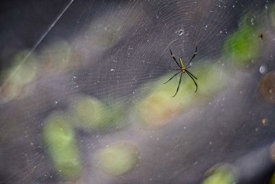 Close-up of spider and web