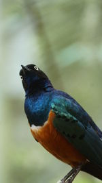 Close-up of a bird