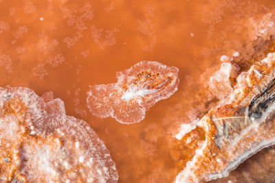 Close-up of jellyfish in sea