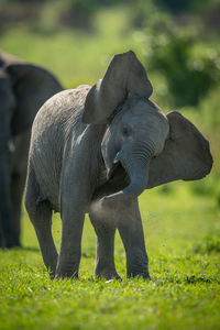 Young elephant enjoys dust bath shaking head