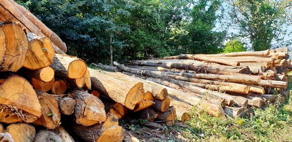 Stack of logs in forest