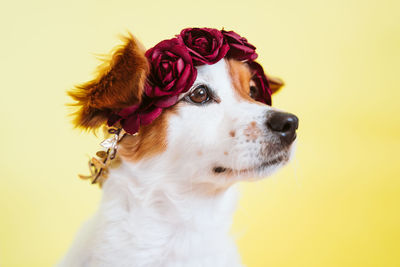 Portrait of cute jack russell dog wearing a crown of flowers over yellow background. spring