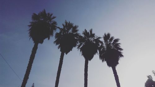 Low angle view of trees against sky