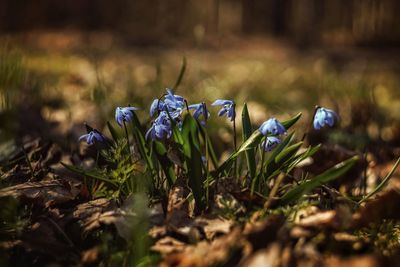 Close-up of purple crocus flowers on field