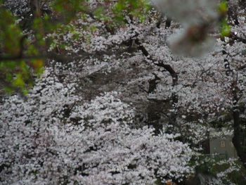 Close-up of cherry blossom tree