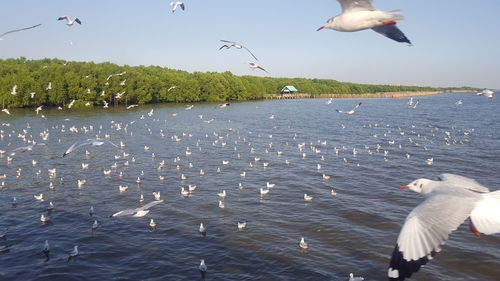 Seagulls flying over sea against sky