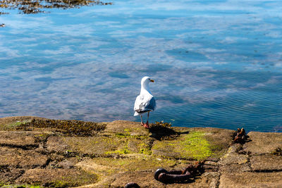 Seagull on rock