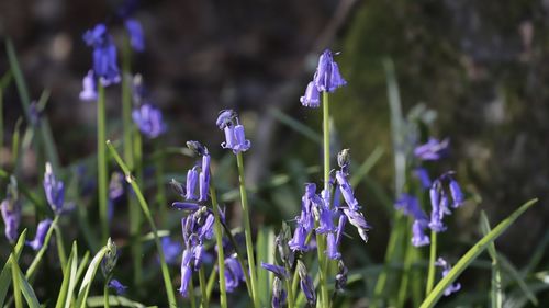 Close-up of purple flowering plants on field