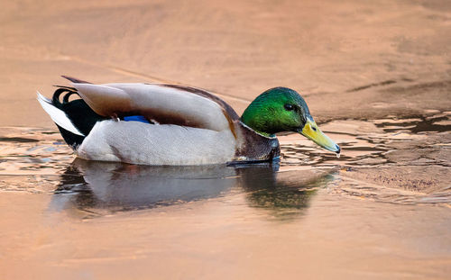 Duck drinking water in a lake