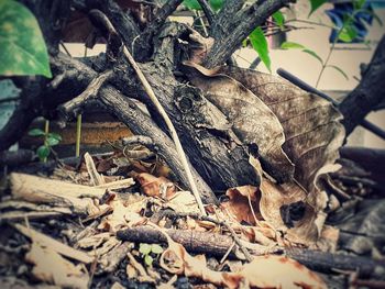 Close-up of lizard on dry leaf