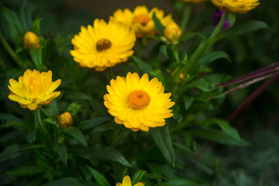 Close-up of yellow flower