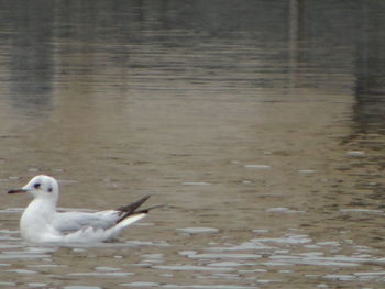 Swan on water