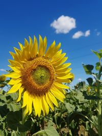 sunflower