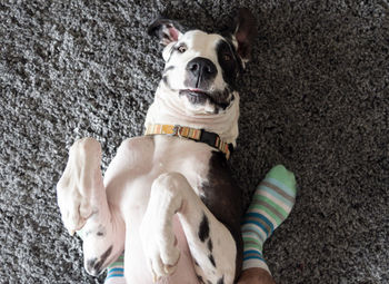 Focus on the nose, happy dog laying on back with striped sock feet on plush soft carpet.